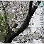 Iwamaturyokan